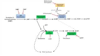 Pyrimidine Synthesis and Salvage Pathway [upl. by Deonne162]