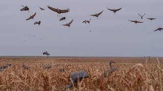 Sandhill Crane Hunting With Premier Sandhills [upl. by Joli]