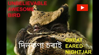 GREAT EARED NIGHTJAR A rare species of nightjar family To know more Visit wwwwildeastin [upl. by Randie]