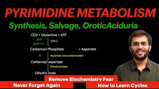 Pyrimidine Metabolism  Biochemistry  Orotic Aciduria Video [upl. by Kenneth914]