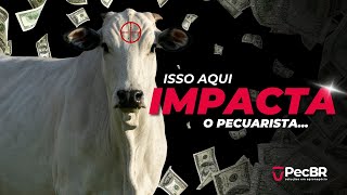 INSENSIBILIZAÇÃO E ABATE BOVINO  COMO FUNCIONA [upl. by Malamud632]