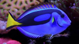 Facts The Blue Tang Palette Surgeonfish [upl. by Ailem]