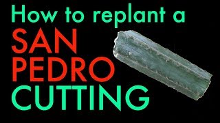 How to replant a San Pedro cactus cutting  Trichocereus Pachanoi tutorial [upl. by Atteuqram]