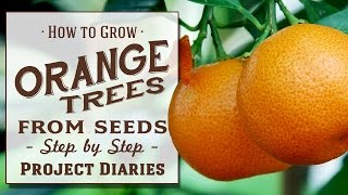 ★ How to Grow Orange Trees from Seed A Complete Step by Step Guide [upl. by Lerual]