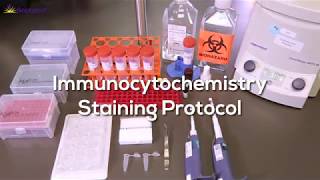 Immunocytochemistry Protocol StepbyStep [upl. by Uliram957]