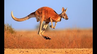 Kangaroo  Australian Kangaroos Documentary Kangaroo Life [upl. by Notnert749]