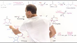 Pyrimidine Synthesis [upl. by Naitsirt]