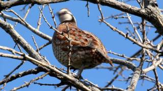 Northern Bobwhite Quail [upl. by Hairahcez925]