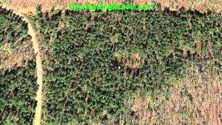 How To Find Deer Deer Bedding Areas In Pine Thickets [upl. by Neufer998]