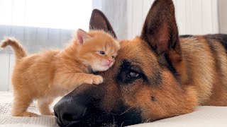 KITTEN Falls In Love With GERMAN SHEPHERD [upl. by Aglo]