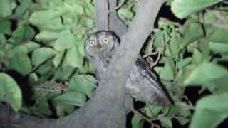 scops owl γκιώνης calling [upl. by Fridlund934]