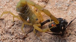 Scorpion Catching Stinging And Preying On Black Widow WarningMay be disturbing to some viewers [upl. by Nnylirak]