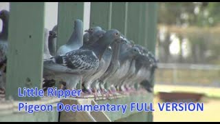 Little Ripper  Pigeon Racing Documentary [upl. by Luoar]