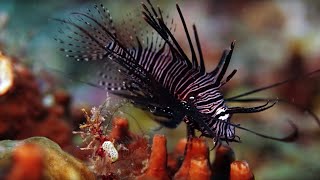 The Coral Reef 10 Hours of Relaxing Oceanscapes  BBC Earth [upl. by Blayze]