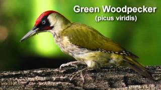 Woodpecker  European Green Woodpecker Bird Call [upl. by Naut]