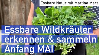 Essbare Wildkräuter selber erkennen und sammeln Anfang Mai [upl. by Grishilde]