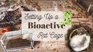 Tutorial How to make a Bioactive Rat Cage [upl. by Edora]