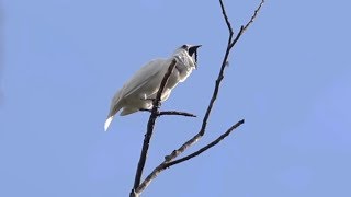 White bellbirds produce loudest bird call ever recorded [upl. by Paddie]