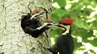 The Pileated Woodpecker A Trickster [upl. by Litta]