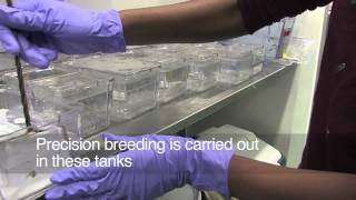 Breeding Zebrafish [upl. by Cissie734]