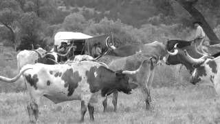 Chisholm Trail Cattle Drives [upl. by Ridley]