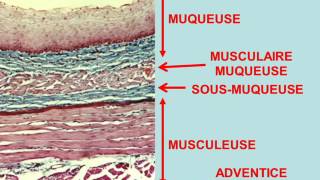 histologie digestive partie 1 [upl. by Satsoc]