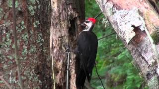 Pileated Woodpecker in Action [upl. by Niletak420]