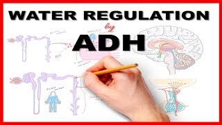 Water Regulation by Antidiuretic Hormone ADH [upl. by Liuka]