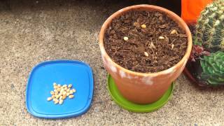 How to Grow a Cherry Tree from Seed Part 1 [upl. by Rizan]