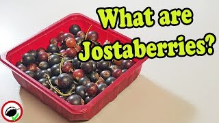 Jostaberry Review Gooseberry amp Currant Hybrid  Weird Fruit Explorer Ep 337 [upl. by Ehud]