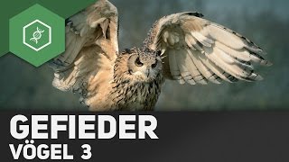 Vögel  Aufbau Gefieder  Vogelfedern [upl. by Fransis]