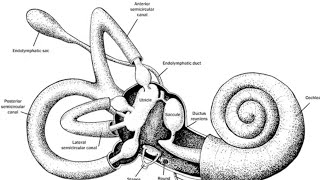 Introduction to Vestibular system [upl. by Eanore58]