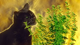 What Happens When Cats Have Catnip  Pets Wild At Heart  BBC Earth [upl. by Holub]