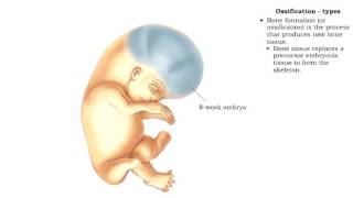 Bone formation  Ossification [upl. by Lamahj]