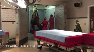 Equine Splint Bone Removal Surgery [upl. by Beera362]