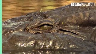 Top 5 Killer Crocodile Moments  BBC Earth [upl. by Townsend]