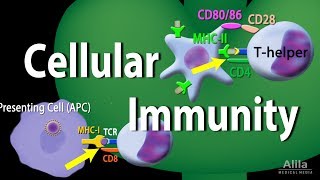 The Humoral Immune Response  Immunology Animations [upl. by Aneeuqahs]