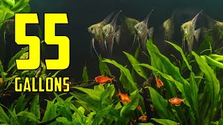 The BEST Ideas for Your 55 Gallon Aquarium [upl. by Ztnaj]