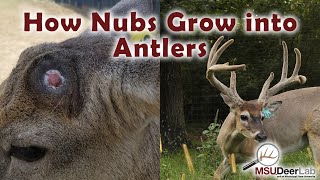 From Nubs To Growing Antlers An Incredible Process [upl. by Powell373]