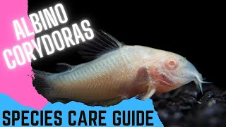 Albino Corydoras  Species Care Guide [upl. by Bilow]