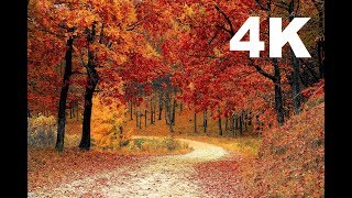 4K Autumn Leaves  Drone Aerial View  Free Stock Footage  Free HD Videos  No Copyright [upl. by Poucher]