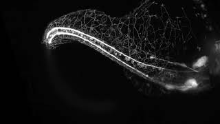 Zebra Fish Growning its Nervous System [upl. by Ratcliffe]