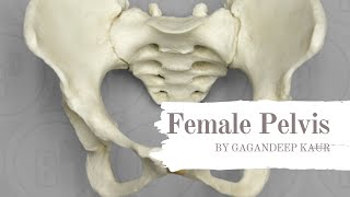 Female Pelvis  Definition  Bones  Joints  Ligaments  Landmarks  Diameters [upl. by Eceinehs]