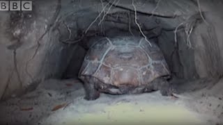 Attenborough The Wonders of Tortoise Tunnel  BBC [upl. by Gregorio]