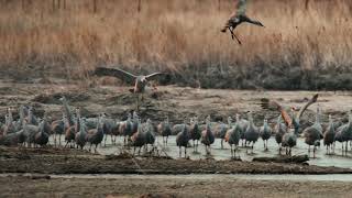 Sandhill Crane Migration [upl. by Lowenstern]