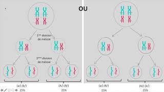 Brassages inter et intrachromosomiques [upl. by Akinek]