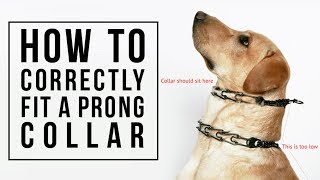 How to Correctly Fit a Prong Collar [upl. by Madson]