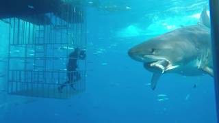 Great white shark swims into cage [upl. by Atnauq824]