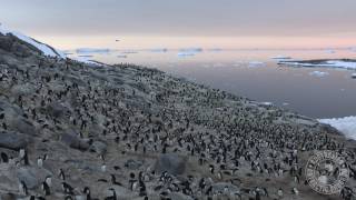 Adelie Penguin Insight [upl. by Herzog]