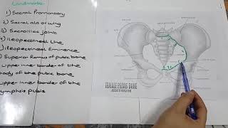 8 Landmarks of Pelvis Explained [upl. by Norved]